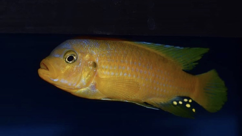 Maylandia sp. 'kingsizei lupingu' Lupingu